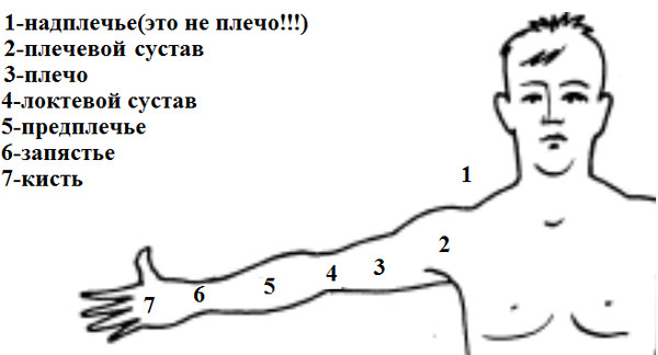 Занятия по лепке в первой и второй младших группах на