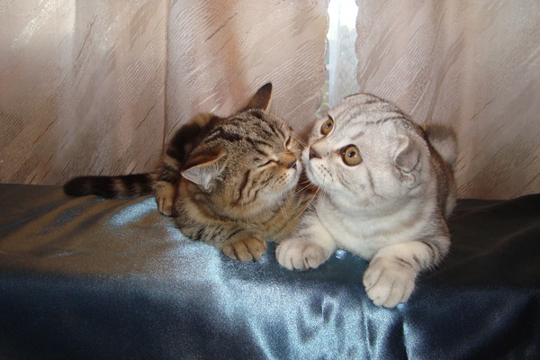 фотографии кошек
