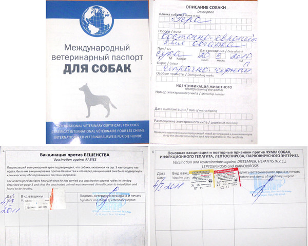 Как выглядит паспорт собаки