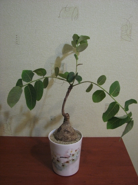 Филантус (Phyllanthus) I-186